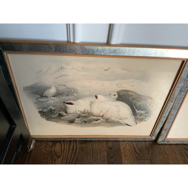 Hand Colored Bird Prints in Vintage Mercury Frames- Set of 3 For Sale - Image 4 of 13