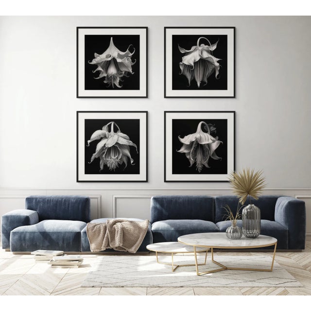 Wood 48" X 48" - Art Wall Installation 'Brugmansia Flowers' - Set of 4 - Limited Edition Botanical Photograph Prints For Sale - Image 7 of 7