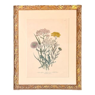 19th Century Jane Louden Hand Colored Botanical Print in Gilt Frame For Sale