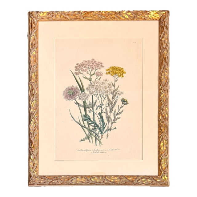 19th Century Jane Louden Hand Colored Botanical Print in Gilt Frame For Sale
