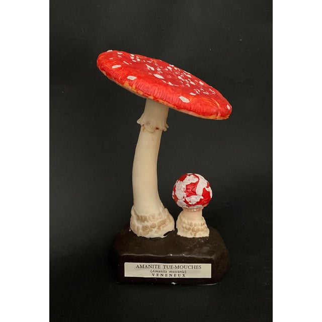 20th Century Educational Mushroom Models attributed to Deyrolle, France, 1960s, Set of 19 For Sale - Image 4 of 10