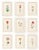Atelier Aria Lumae Magdalena Rosina Funck Style Botanical Miniature Passe Partout Prints Complete 30 Piece Set A4 For Sale - Image 10 of 18