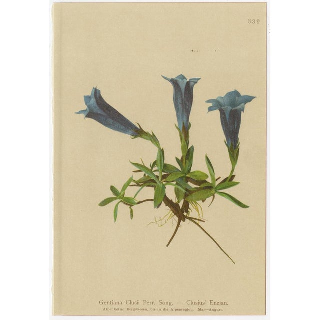 Late 19th Century Alpine Gentian Botanical Illustrations, 1897, Set of 4 For Sale - Image 5 of 9