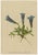 Late 19th Century Alpine Gentian Botanical Illustrations, 1897, Set of 4 For Sale - Image 5 of 9