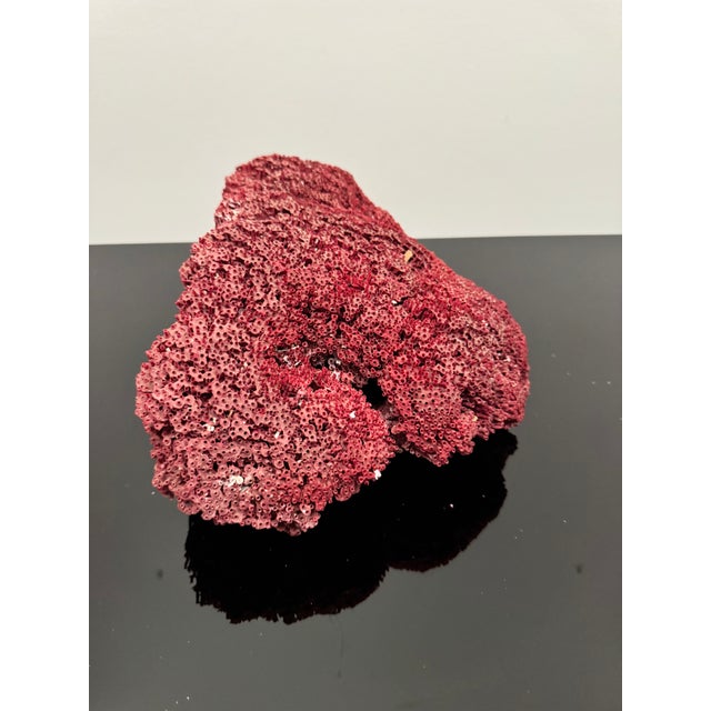 Large Specimen of Red Pipe Organ Coral For Sale - Image 6 of 9