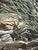 Light and Shadow by Sheri Farabaugh | Oil on Hardboard Rabbit resting near rocks and plants For Sale