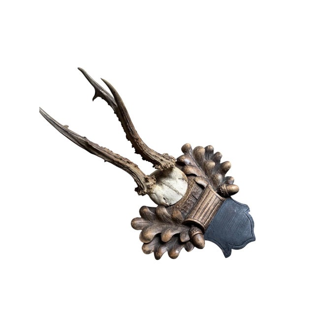 Nice Roe deer trophy mounted on a wood plaque with oak leaves.