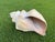 Plastic Vintage Oversized Hand-Painted Oversized Conch Shell Sculpture For Sale - Image 7 of 12