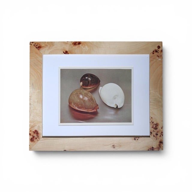 Classic yet modern pair of vintage sea shell prints framed to look vintage in white matte board and burl wood veneer...