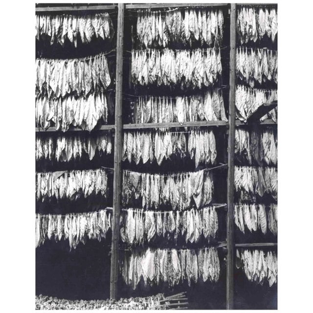 Harold Miller Null, Tobacco Leaves, Original Photograph, 1950s For Sale - Image 3 of 3