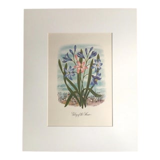 Vintage 1940s Libbie Lovett Flower Print in 16x20 Mat: "Glory of the Snow", EUC For Sale