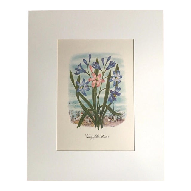 Vintage 1940s Libbie Lovett Flower Print in 16x20 Mat: "Glory of the Snow", EUC For Sale