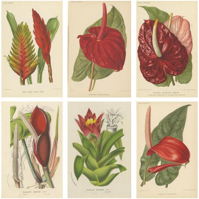 Gold Exquisite Flora, 1855, Paper, Set of 6 For Sale - Image 8 of 8