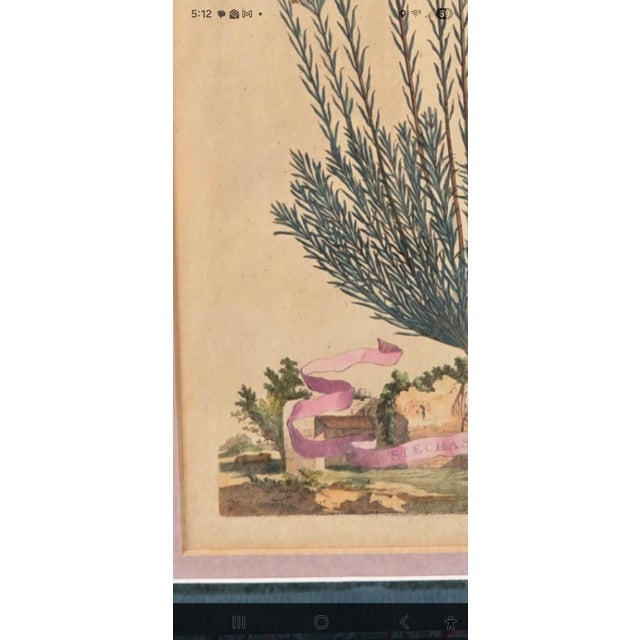 English Framed Botanical Engraving Style Print Helichrysum Citrina Fig. 242 Vintage Decor For Sale - Image 3 of 9