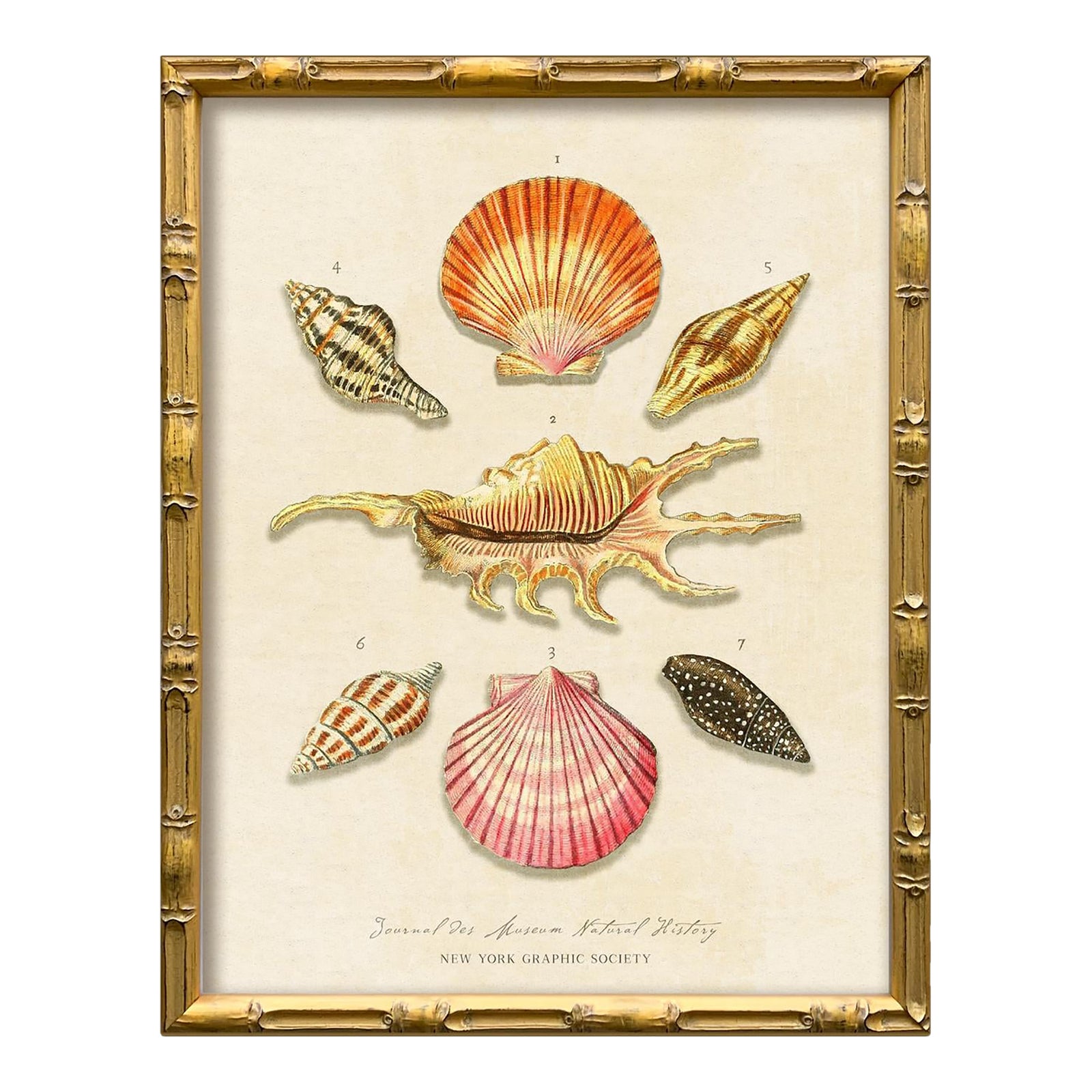Vintage Seashells Fine Art Reproduction Print (2), Framed | Chairish