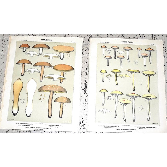 Authentic Antique (1900) American Mushroom Lithographs - Set of 12 For Sale In Cincinnati - Image 6 of 10