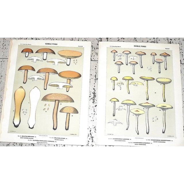 Authentic Antique American Mushroom Color Lithographs - Set of 12 For Sale In Cincinnati - Image 6 of 10