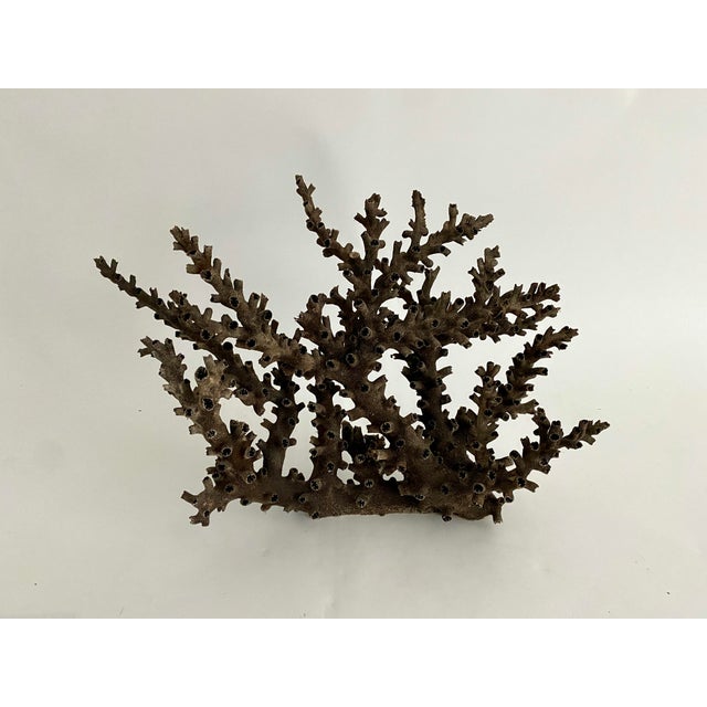 Black Natural Black Octopus Coral Specimen For Sale - Image 8 of 8