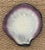 Pol Chambost Pol Chambost Signed Shell Vide Poche For Sale - Image 4 of 9