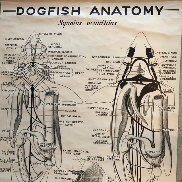 Industrial Mid 20th Century Educational Zoological Dogfish Anatomy Chart by New York Scientific Co. For Sale - Image 3 of 12