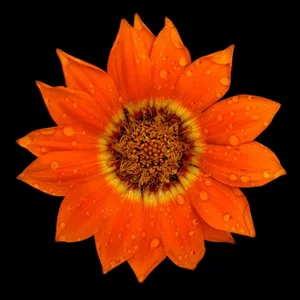 "Botanical 43" Photograph