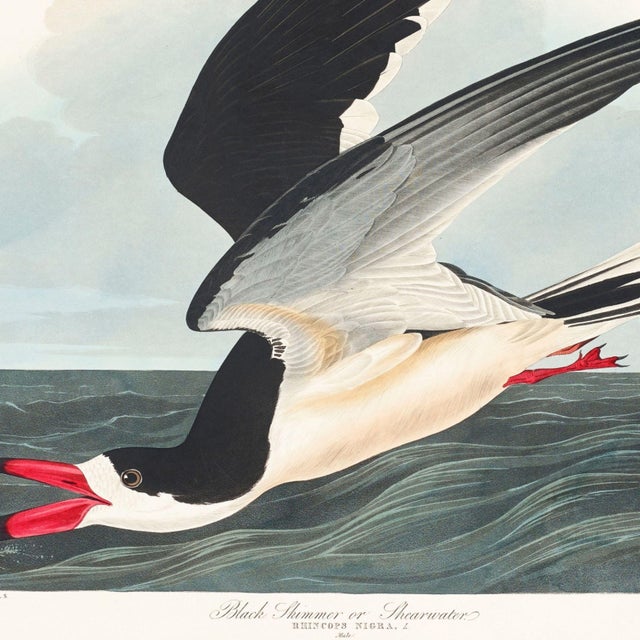 Black Skimmer, Vintage Art Print Reproduction From Birds of America by John James Audubon, 24" X 24" For Sale In Buffalo - Image 6 of 10