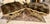 Fabulous pair of Neoclassical-Style gilt-wood benches upholstered in plush French velvet faux leopard. These Emerson et...