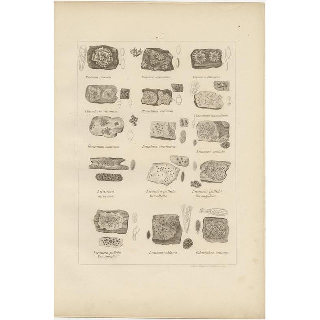 Paper Otto Müller & G. Pabst, Botanical Prints, Germany, 1874, Lithographs on Paper, Set of 6 For Sale - Image 7 of 9