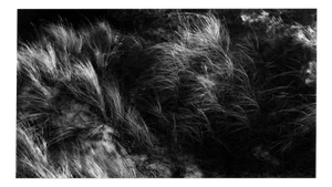Kopa - Black and White Landscape Photography of Baltic Dunes, Limited Edition 20 2021