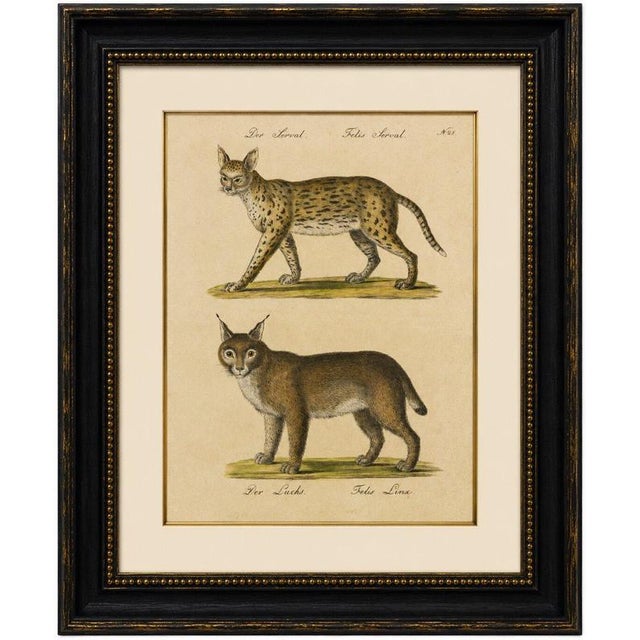 Serval and Eurasian Lynx Natural History Lithograph, Brodtmann, 1816 This original hand-colored lithograph depicts two of...