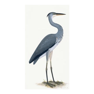 Grey Heron Plate 03 by Olof Rudbeck (Cfa-Wd) For Sale