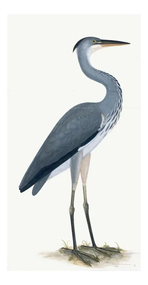 Grey Heron Plate 03 by Olof Rudbeck (Cfa-Wd)