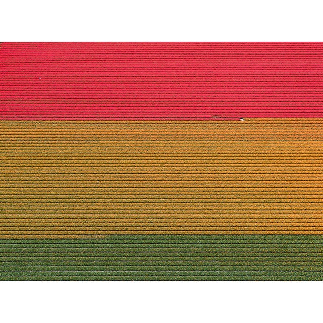 "AV_Tulip_Fileds_018" Contemporary Limited Edition Fine Art Photograph Print by Bernhard Lang For Sale