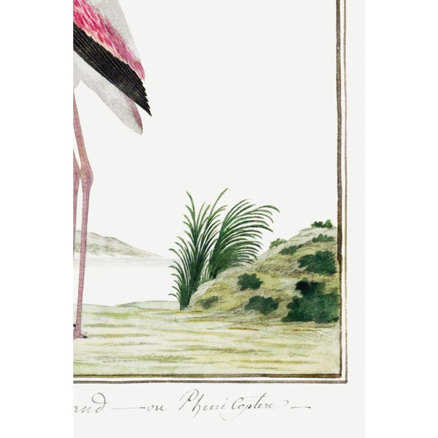 Greater Flamingo by Robert Jacob Gordon, Vintage Art Print Reproduction, 24" × 36" For Sale In Buffalo - Image 6 of 7