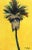 Yellow Dream - Palm Tree Landscape Original Artwork by Kathleen Keifer For Sale - Image 9 of 9