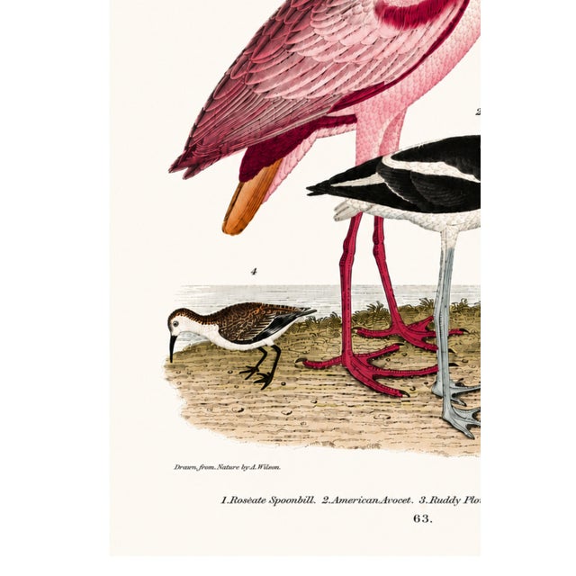 Not Yet Made - Made To Order Roseate Spoonbill & Shorebirds, Vintage Natural History Art Print Reproduction, 20" X 30" For Sale - Image 5 of 12