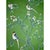 The Emerald Garden Step into an enchanted garden where flowering branches, delicate blossoms and graceful birds unfold...