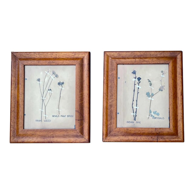 Pair Antique Pressed Wildflowers Botanicals Herbarium Specimens 1936 Beautifully Displayed in Antique Birdseye Maple Frames For Sale