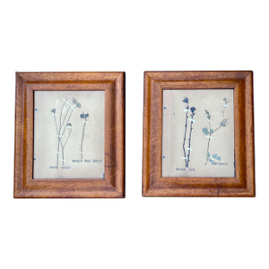Pair Antique Pressed Wildflowers Botanicals Herbarium Specimens 1936 Beautifully Displayed in Antique Birdseye Maple Frames