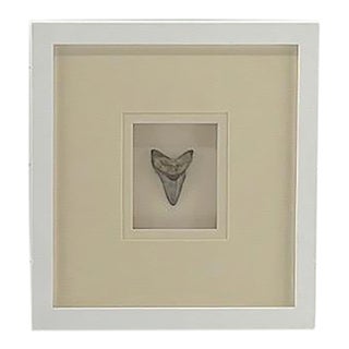Framed Megladon Tooth For Sale