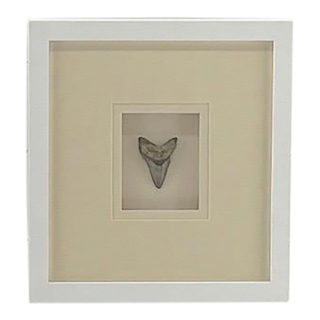 Framed Megladon Tooth For Sale
