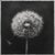 Contemporary 27.5' X 27.5' - 'Dandelion' #3 - Black and White Limited Edition Botanical Floral Photography Print by Diane Grant Studio For Sale - Image 3 of 5