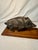 Realism Vintage, French, Bronze, Boar Sculpture, Wood Mounted For Sale - Image 3 of 8