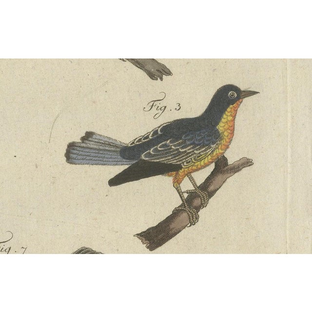 Black Bertuch, Seven Robins, Bluethroats and Yellowthroats, 1796, Engraving For Sale - Image 8 of 10