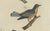 Black Bertuch, Seven Robins, Bluethroats and Yellowthroats, 1796, Engraving For Sale - Image 8 of 10