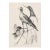 1950s Ruth Forrest Bird Lithograph For Sale