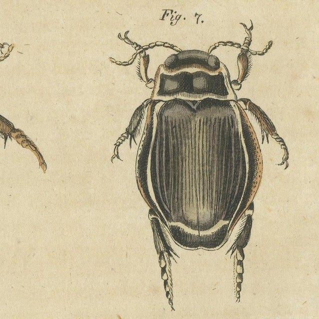 Bertuch, Diving Beetles and Water Beetles with Larva, 1815, Print For Sale - Image 4 of 12
