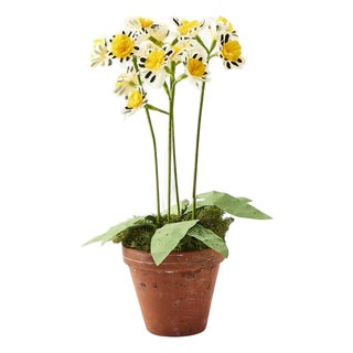 Potted Paper Silver Lace Primula For Sale