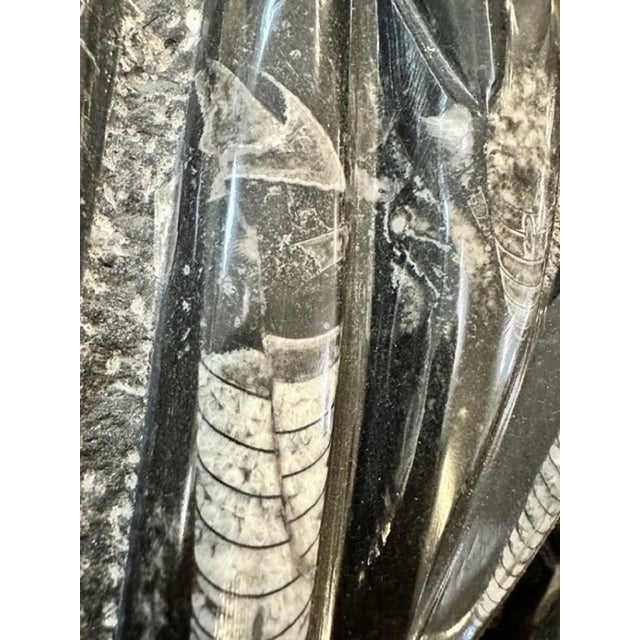 Stone Plum Orthoceras Fossil, 1800s For Sale - Image 7 of 11