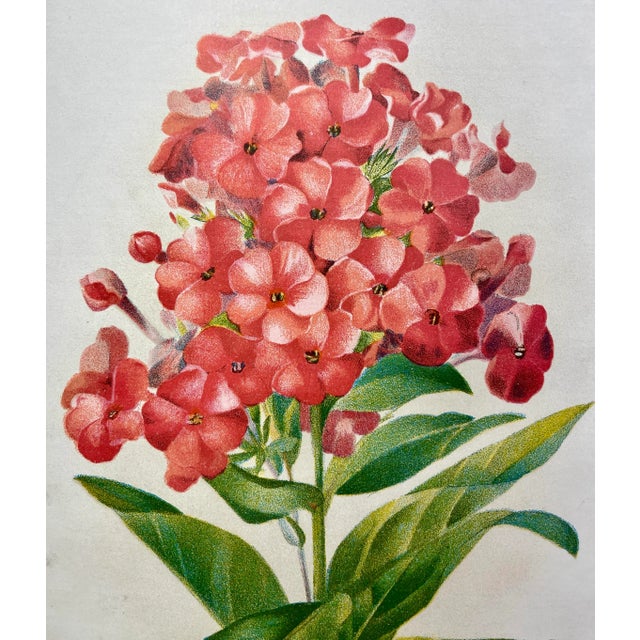 Antique Botanical Print From England Featuring a Lush Salmon Colored Pholx Flower and Green Foliage - Circa 1893. Print...